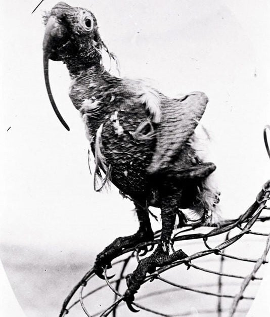 Um papagaio, chamado Cocky Bennett, extrapolou todas as expectativas de vida da espécie — de até 60 anos — e viveu impressionantes 120 anos!