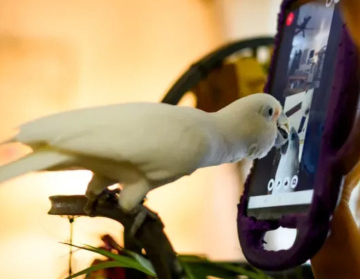 Os resultados foram surpreendentes. Dos 18 selecionados, 15 completaram o teste, com 147 conversas.  