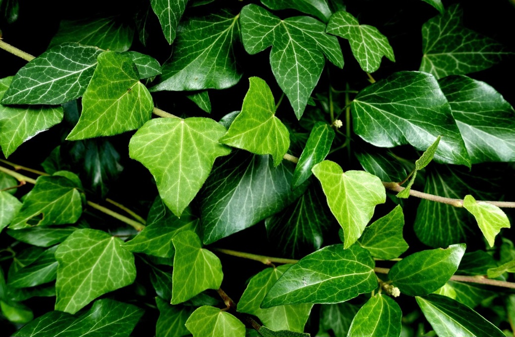 As folhas são geralmente verde-escuras, brilhantes, com formato característico de lóbulo e textura que varia de lisa a levemente rugosa. 