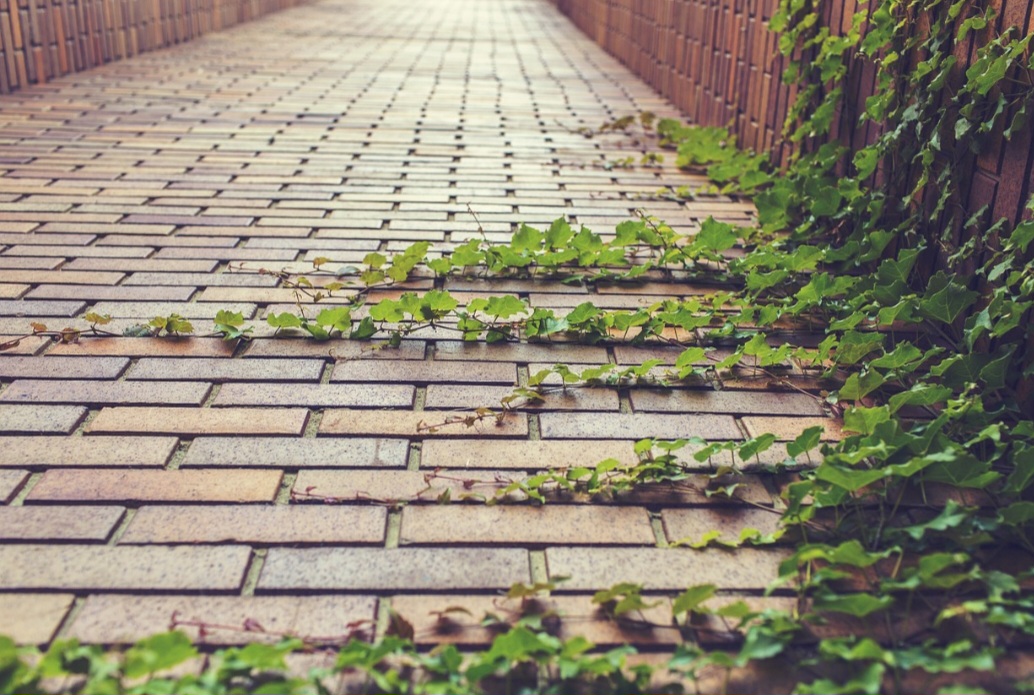 A hera (Hedera helix) foi introduzida na América do Norte e Austrália, onde pode se tornar uma espécie invasora em algumas áreas.  Por este aspecto, em algumas regiões da América do Norte, como o noroeste do Pacífico e o sul dos Estados Unidos, seu cultivo e venda são proibidos.