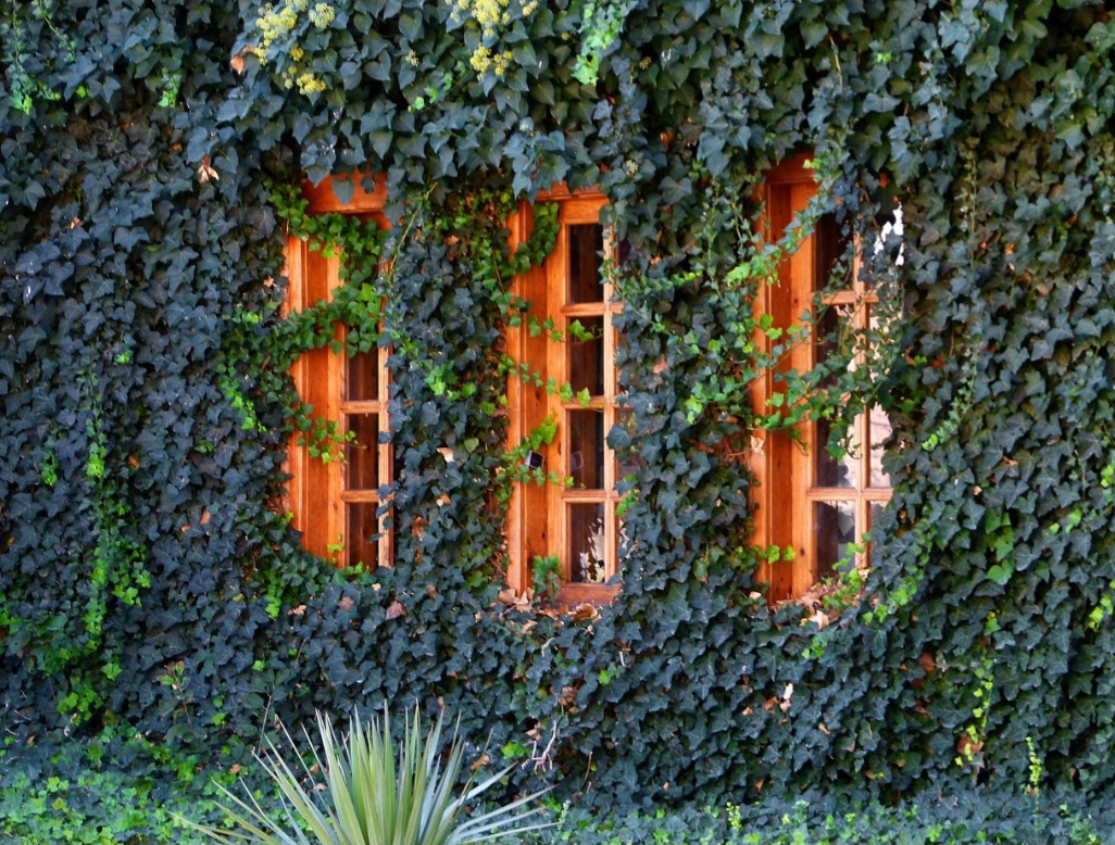 Isso significa que ela pode competir com plantas nativas por recursos e até mesmo danificar estruturas, como paredes e árvores, se não for controlada.