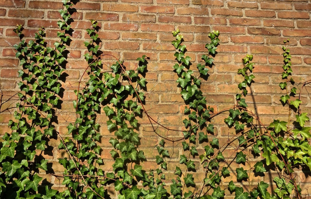 Em sua plantação, a hera prefere lugares bem iluminados e tolera vento a ar-condicionado. No entanto, é essencial evitar posicioná-la em locais com incidência de sol ao meio-dia.