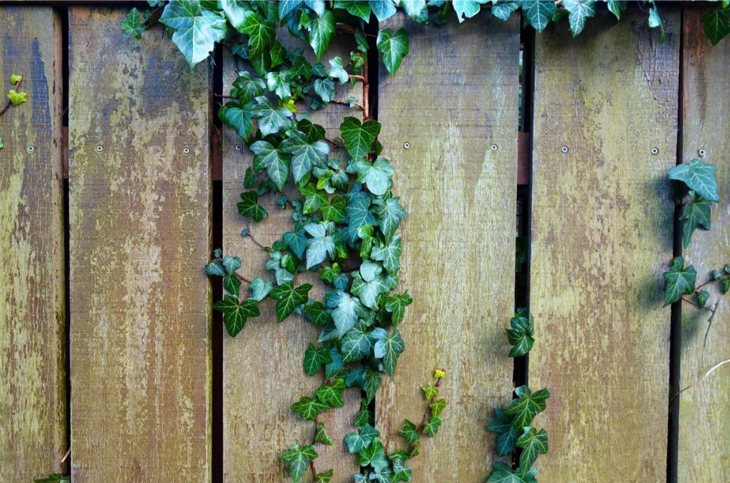 A rega deve ser regular, especialmente durante os meses mais quentes do ano, porém deve-se regularmente evitar o encharcamento do solo. A planta, por sua vez, prefere solos bem drenados e pode ser cultivada em vasos rasos ou cuias. 