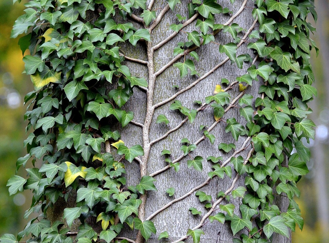 Outro ponto interessante é que a planta possui propriedades medicinais, sendo utilizada tradicionalmente no tratamento de problemas respiratórios como tosse e bronquite.