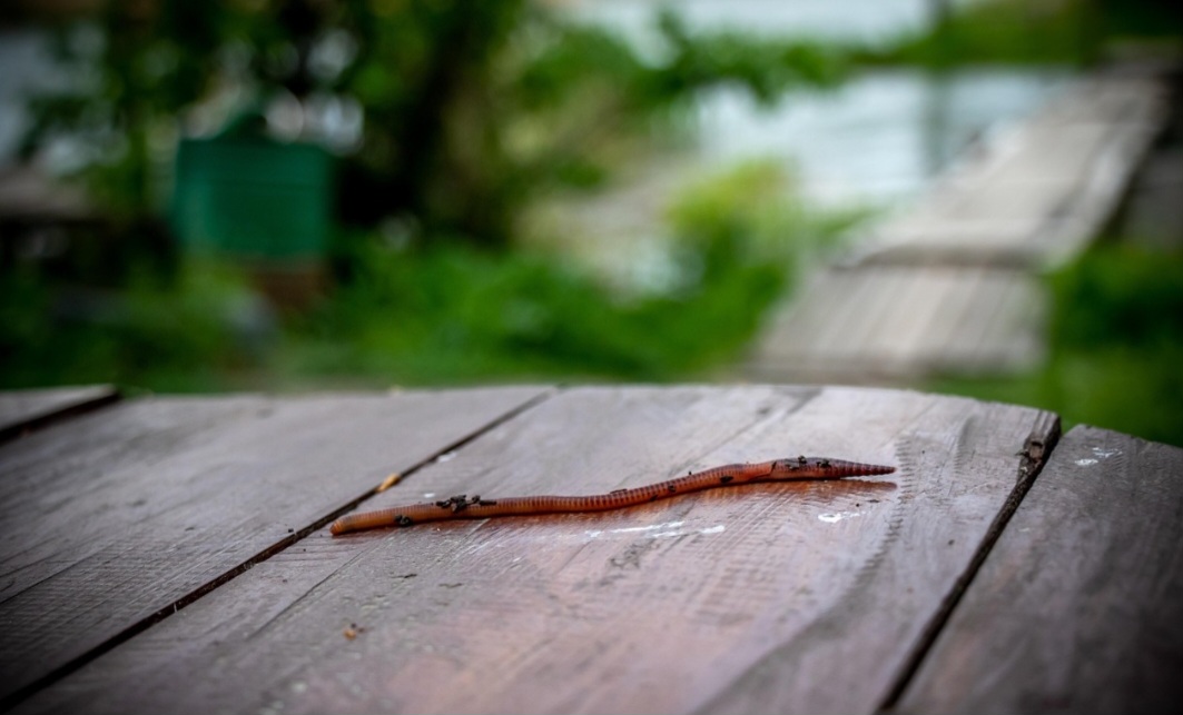 Quanto à alimentação e comportamento, as minhocas são detritívoras e se alimentam de matéria orgânica em decomposição no solo, como folhas e esterco.