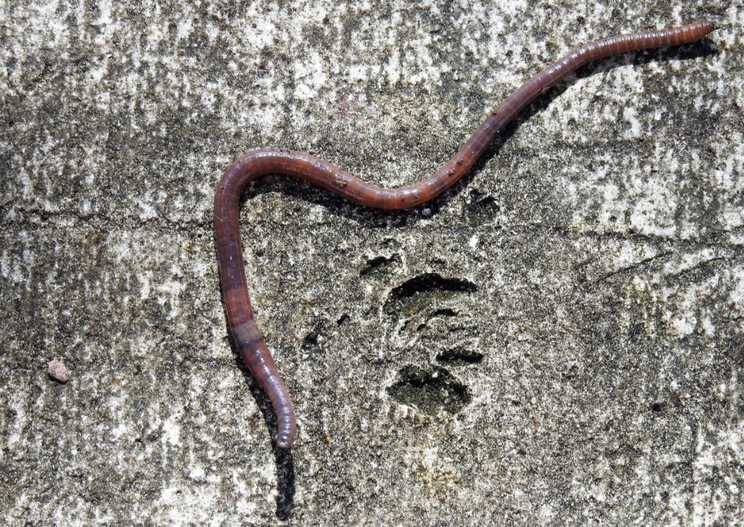 Em relação à anatomia, as minhocas não são artrópodes, visto que pertencem ao filo dos anelídeos, Phylum Annelida. Elas não têm pernas articuladas, esqueleto externo ou antenas. 