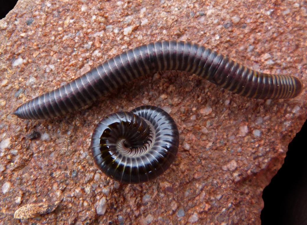 A característica mais distintiva é que, na maioria dos segmentos do corpo, eles possuem dois pares de pernas por segmento e quatro por anel.