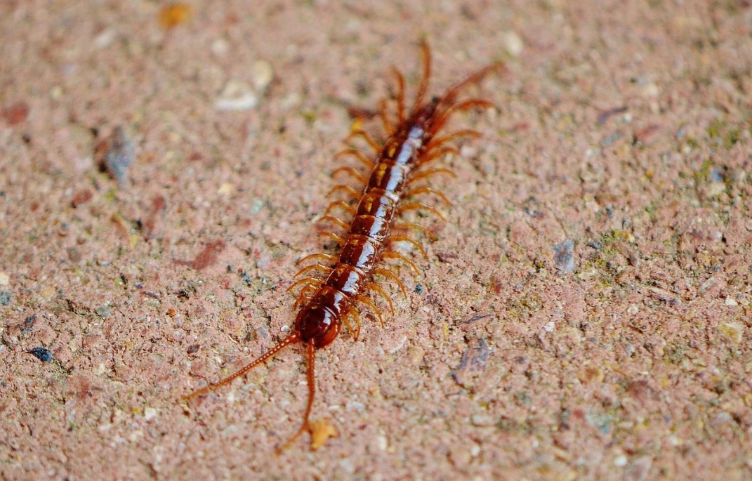 As lacraias, por sua vez, são artrópodes da classe Quilópoda, pertencentes ao subfilo Myriapoda, o mesmo dos gongolos. 