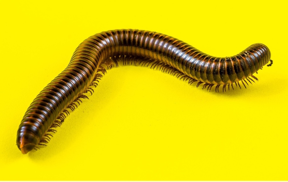 Eles não picam e nem mordem. Sua principal defesa é enrolar-se em espiral e, às vezes, liberar um líquido de cheiro forte ou irritante para afastar predadores.