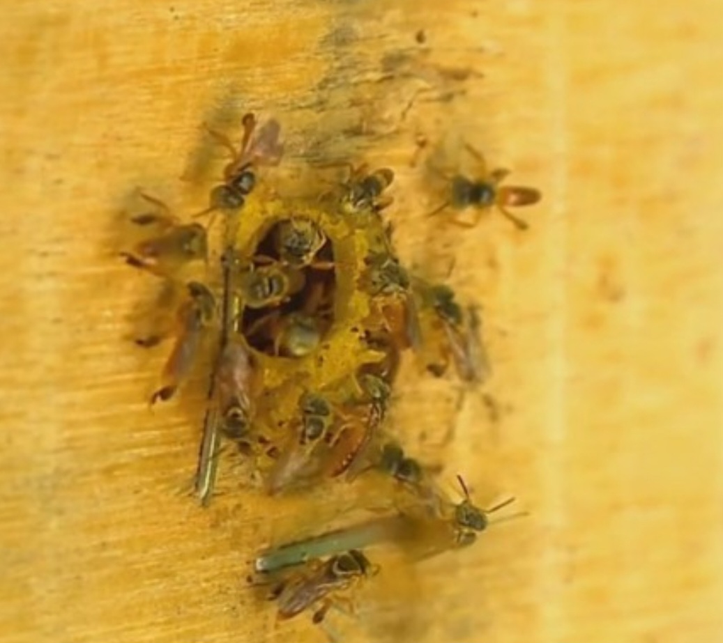 O G1 ouviu um apicultor . Ele disse que no verão os enxames crescem muito e as abelhas armazenam alimentos. Com a redução das floradas, as abelhas ficam mais agressivas. E o calor também agrava a situação.