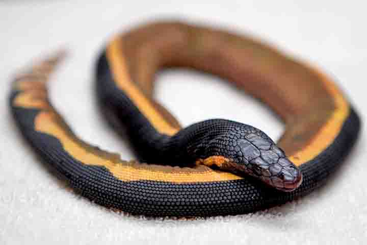 Um dos animais mais venenosos do mundo, a cobra-do-mar-pelágio (Hydrophis platurus) é uma serpente marinha, de barriga amarela, que pode medir até 90 centímetros e matar até cem homens adultos com uma única dose. Contudo, elas evitam praias, águas rasas e contato com humanos.