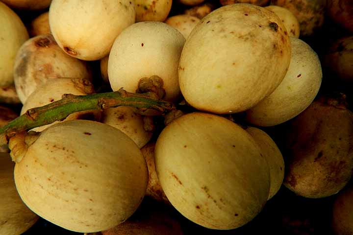 <p>Com a diversidade da natureza, que apresenta muitas espécies nativas de diferentes biomas, várias frutas exóticas e desconhecidas preenchem culturas alimentares pelo mundo. Uma delas é a langsat, que tem um sabor característico e traz inúmeros benefícios à saúde.</p>
