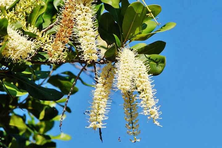 Um dos maiores benefícios da macadâmia, originária da Austrália, é seu potencial para combater os radicais livres no corpo, devido à presença de antioxidantes como flavonoides e tocotrienóis.