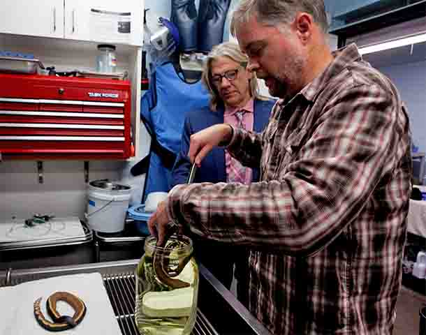 Elas são encontradas desde a costa leste da África até a costa oeste das Américas, incluindo ilhas como as Galápagos. Assim, também podem aparecer em águas temperadas devido às correntes oceânicas que as transportam para longe de suas áreas habituais.