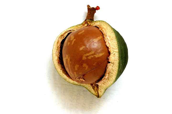 Isso citando apenas alguns! Esses componentes tornam a macadâmia uma excelente aliada para a manutenção de um organismo saudável - desde que com cautela em seu consumo, é claro. 