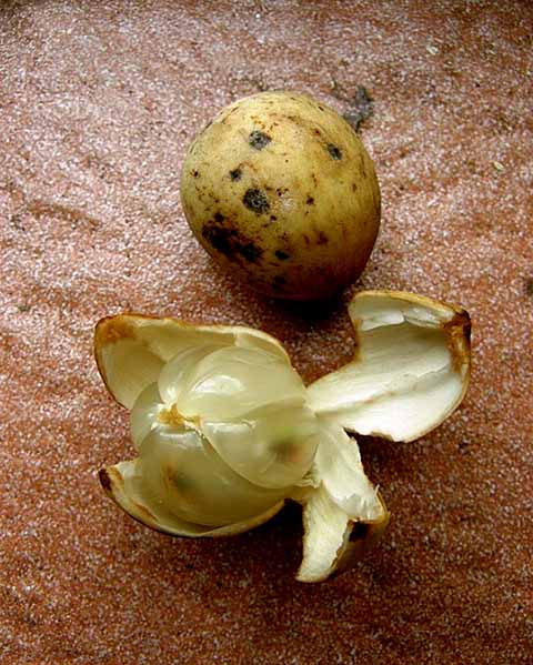 <p>Fruto tropical originário do Sudeste Asiático, especialmente da Malásia, Indonésia e Filipinas, o langsat ainda é pouco conhecido fora dessa região. Ele possui um sabor que lembra uma mistura de manga e abacaxi e oferece uma experiência gastronômica única.</p>
