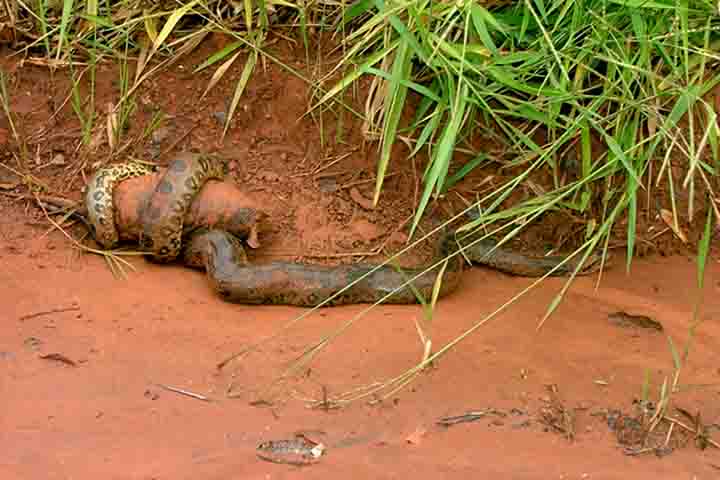 As sucuris são cobras grandes, com a sucuri-verde podendo atingir até 6 metros ou mais de comprimento e um peso considerável. 