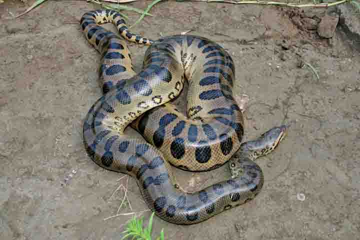 Dessa forma, as sucuris não são venenosas, mas matam suas presas por constrição, apertando-as com seu corpo forte até a morte.