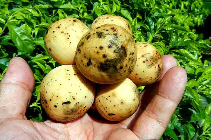 <p>Nesse sentido, o langsat se assemelha a uma pequena batata ou a um dente de alho grande, com uma casca fina que varia do amarelo pálido ao bege.</p><?php if (strpos(site('ds_site_link'), '/apostas') === false): ?>

    </div>

    <div class=