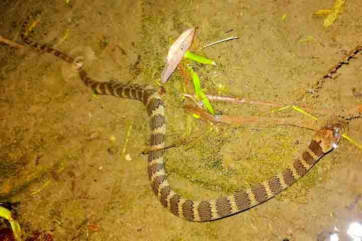 A coloração e padrões podem variar bastante entre as espécies e mesmo dentro de uma mesma espécie, dependendo da região onde são encontradas. 
