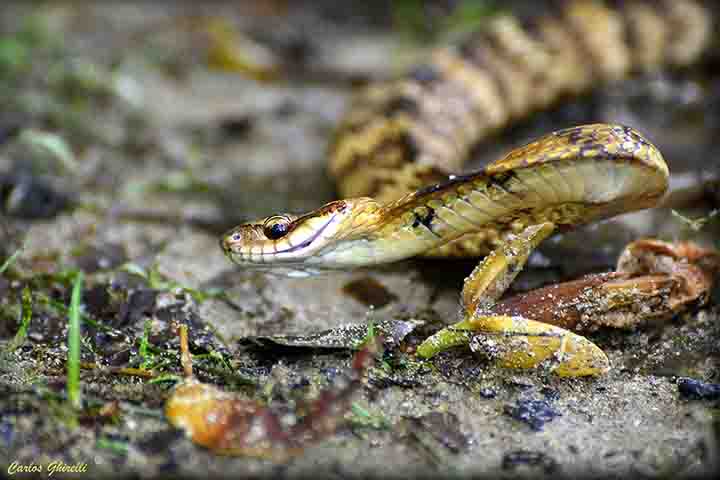 Erythrolamprus miliaris, também conhecida como falsa jararaca, é inofensiva e não possui veneno. Ela é encontrada em diversos biomas brasileiros e se alimenta de anfíbios e peixes. 