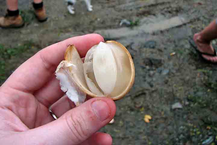 <p>Quando a casca do fruto é seca e queimada, serve como repelente de mosquitos, enquanto o suco é utilizado para aliviar diarreias e inflamações intestinais.</p>
