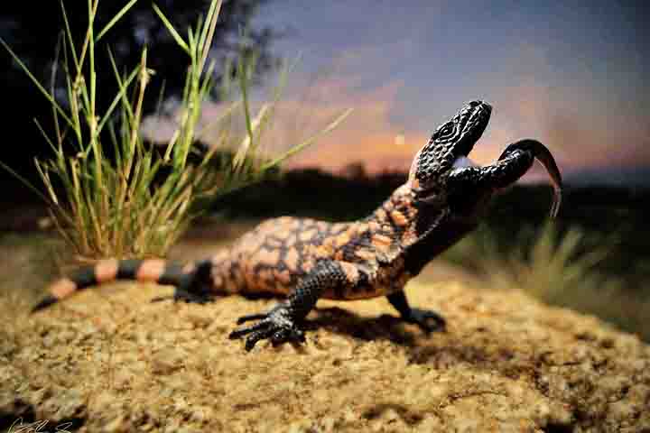 Ele é um dos poucos lagartos venenosos, o único do tipo registrado em território norte-americano. Um indivíduo da espécie pode chegar a 56 centímetros de comprimento e pesar quase dois quilos.

