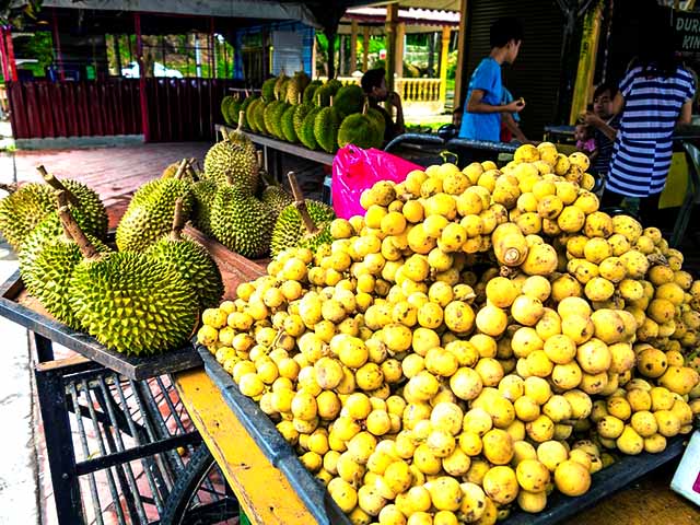 <p>Este fruto (Lansium domesticum) foi introduzido em outras áreas tropicais, incluindo Havaí, Suriname e Costa Rica. Uma lenda popular na Indonésia conta que ele surgiu como um remédio para uma praga que atacava as plantações de arroz.</p><?php if (strpos(site('ds_site_link'), '/apostas') === false): ?>
    </div>
    <div class=