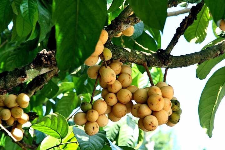 <p>A árvore leva cerca de sete a oito anos para começar a produzir frutos, o que limita sua produção. Ela, então, precisa de uma quantidade significativa de água e uma temperatura estável ao longo do ano.</p>
