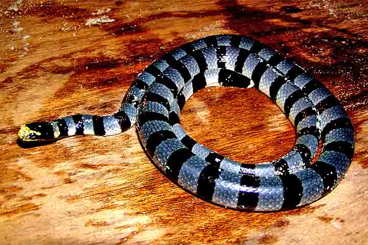 Elas são caracterizadas por possuírem escamas ventrais largas, típicas de serpentes terrestres, que facilitam a locomoção em terra, e caudas achatadas em forma de remo, adaptadas para a natação.