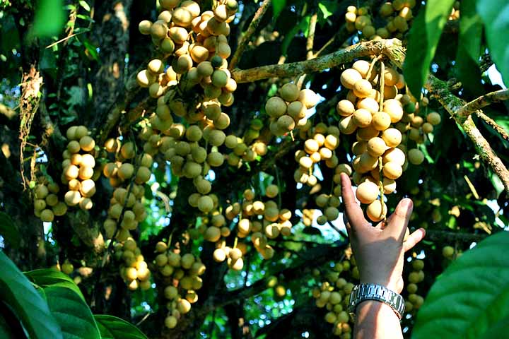 <p>Assim, ele apresenta duas variedades: Duku e Longkong. O primeiro é mais doce e arredondado, com casca mais grossa e sem látex. O segundo, por sua vez, tem origem na Tailândia, de redondo a oblongos, e possui menos sementes.</p><?php if (strpos(site('ds_site_link'), '/apostas') === false): ?>
    </div>

    <div class=