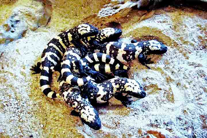 Os estudos com o monstro-de-gila podem impulsionar novos trabalhos com toxinas liberadas por animais, na tentativa de descobrir substâncias que estimulem o desenvolvimento de novos fármacos. 
