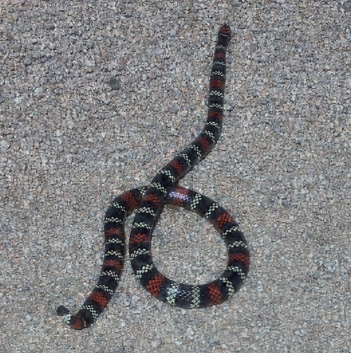 A cobra-coral verdadeira é encontrada no Amapá, Pará, Amazonas, Roraima, Acre, Maranhão, Tocantins, Rondônia, Goiás, São Paulo, Mato Grosso do Sul, Paraná, Rio Grande do Sul, Minas Gerais e Mato Grosso.