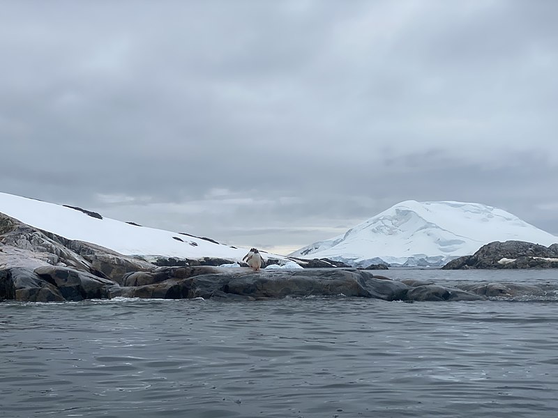 O animal identificado, Sabellidromites santamarta, pertence à família Dynomenidae, considerada relicta, pois já foi muito mais diversificada no passado. Segundo o paleontólogo Daniel Lima, da Universidade Regional do Cariri,  hoje restam apenas 22 espécies viventes e 42 fósseis, em áreas restritas do planeta.