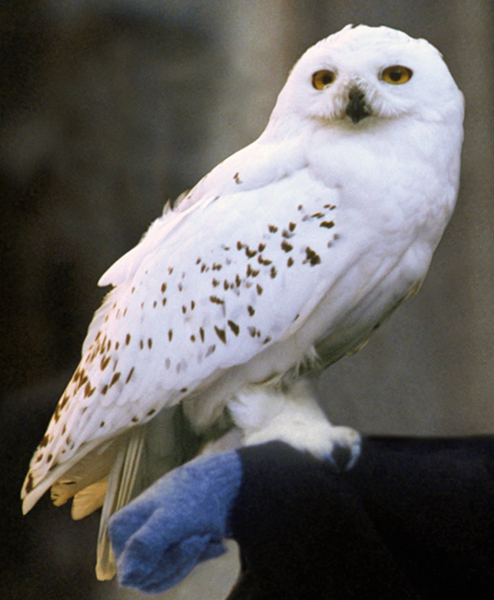 <p>Edwiges (ou Hedwig, no original) é a coruja escolhida por Harry. É da espécie coruja nevada, típica do Ártico.</p>
