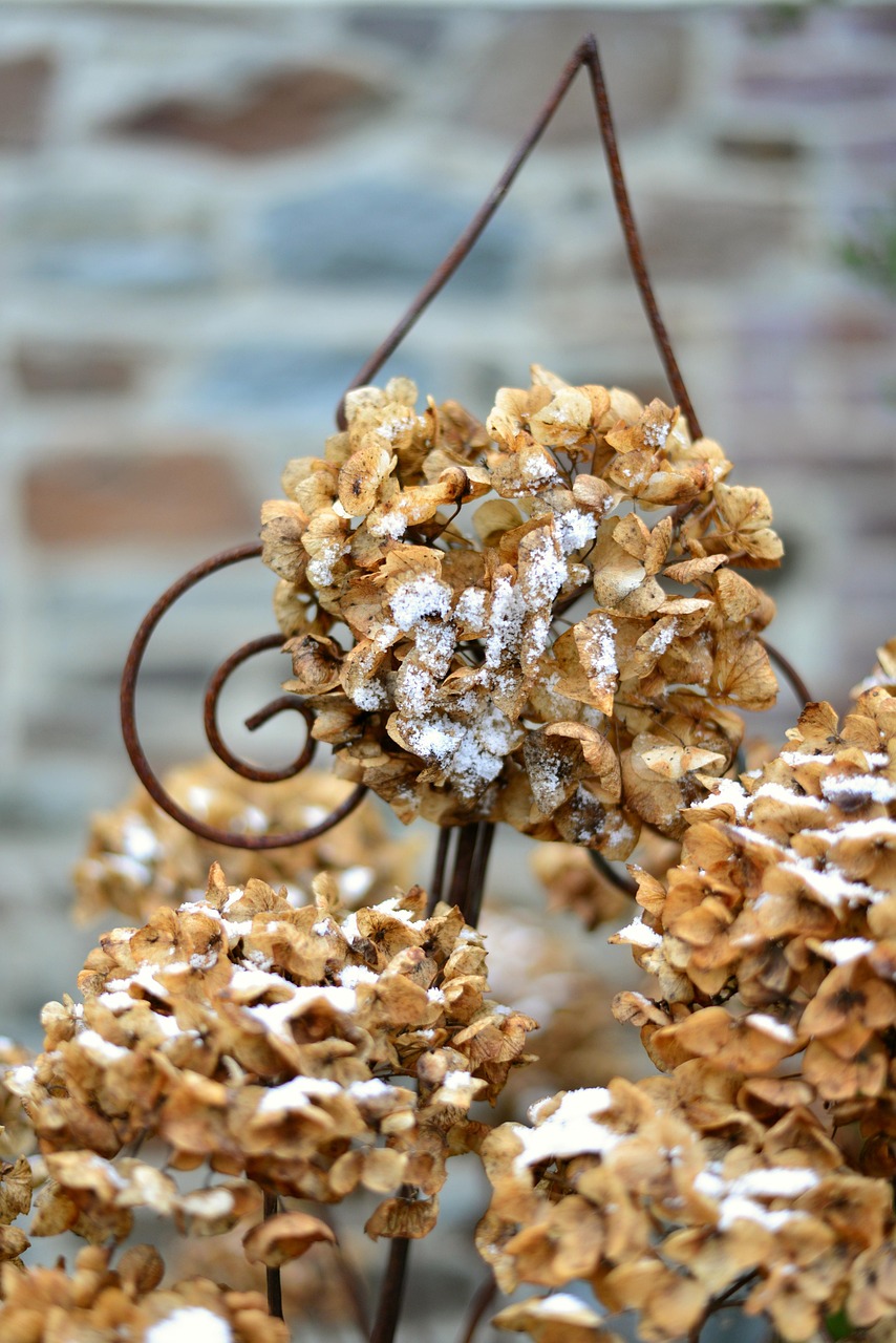 Ocorrem ainda variedades de flores de bordas arredondadas, estreladas, recortadas e triangulares. A hortênsia, então, presta-se para o plantio em bordaduras, maciços, renques, cercas-viva e isolada em vasos.

