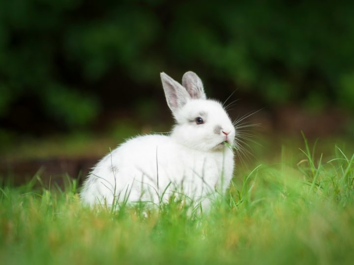 Os coelhos são mamíferos lagomorfos, ou seja, diferentemente dos roedores, eles possuem um par extra de dentes incisivos.