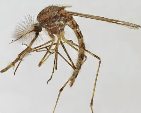 <p>O verão favorece a presença de mosquitos dentro de casa. Calor e umidade aceleram a reprodução desses insetos, tornando o incômodo mais frequente nessa época.</p>
