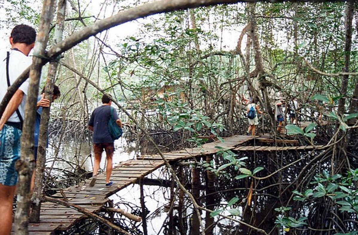Na região costeira de Muisne, no Equador, manguezais parecem se deslocar lentamente ano após ano, criando a sensação de paisagem viva e em constante transformação. Um dos exemplos mais fascinantes de adaptação ecológica em manguezais, considerados essenciais para o equilíbrio climático global.