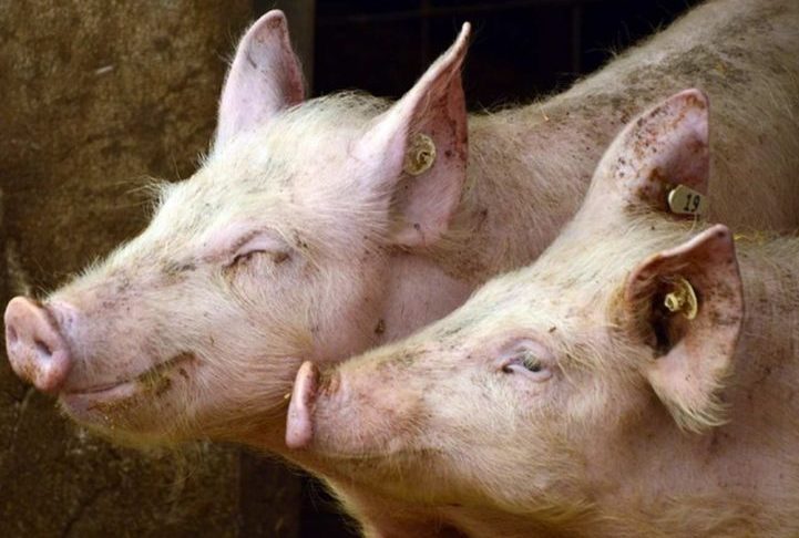 Para ele, o consumo de carne deve ser um ato de gratidão e respeito ao animal: Precisamos nos mostrar sempre sensíveis e compreender que cada corte de carne consiste em um pedaço de vida. 