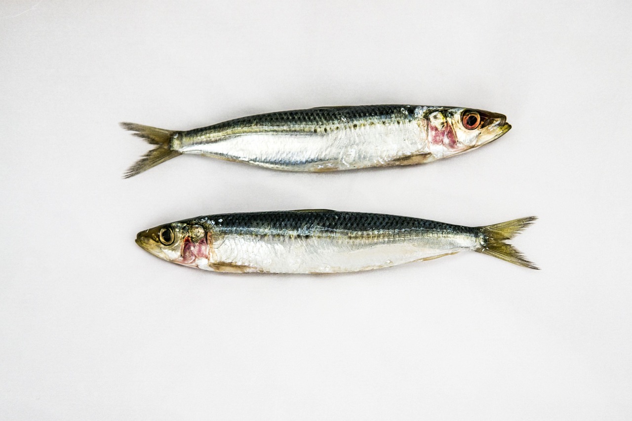 Um dos peixes mais presentes na pesca e nos pratos brasileiros, a sardinha é muito importante para o desenvolvimento do ecossistema marinho. Prata, escamosa e saborosa, essa espécie também traz inúmeros benefícios à saúde dos consumidores. 