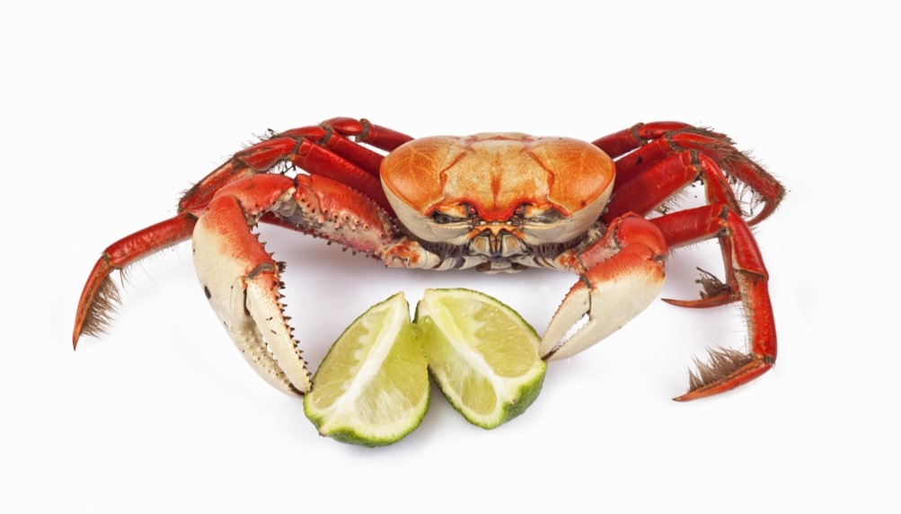 Caranguejos e siris são fontes de proteínas magras, essenciais para a recuperação muscular e a manutenção da saúde dos tecidos. 