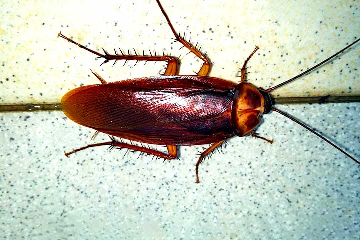 <p>Baratas: Apesar de muitas vezes serem indesejadas, as baratas são verdadeiras sobreviventes. Os primeiros registros fósseis delas datam de 300 milhões de anos!</p>
