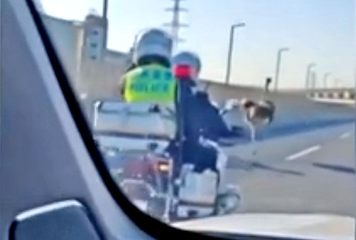 <p>‘Ele estava correndo no meio da estrada elevada, entrando e saindo. Quando mudou de faixa no meio, todos nós começamos a abrir caminho e houve um certo engarrafamento’, disse.</p><?php if (strpos(site('ds_site_link'), '/apostas') === false): ?>
    </div>

    <div class=