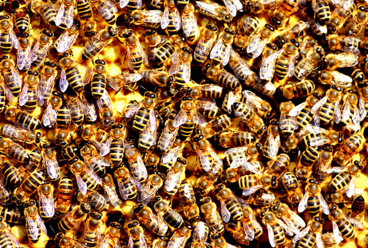 <p>A polinização seria a transferência de grãos de pólen das anteras de uma planta para o estigma de outra. As abelhas são os principais agentes desse processo, já que o realizam quando se alimentam de recursos florais e espalham o pólen por grandes áreas.</p>
