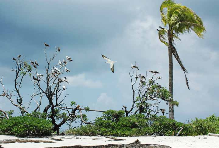 <p>Eles são ilhas coralinas, geralmente em forma de anel, que circundam uma lagoa central. Além disso, se formam ao redor dos picos submersos de vulcões extintos e desempenham um papel crucial na cultura e na subsistência das comunidades locais.</p><?php if (strpos(site('ds_site_link'), '/apostas') === false): ?>
    </div>
    <div class=