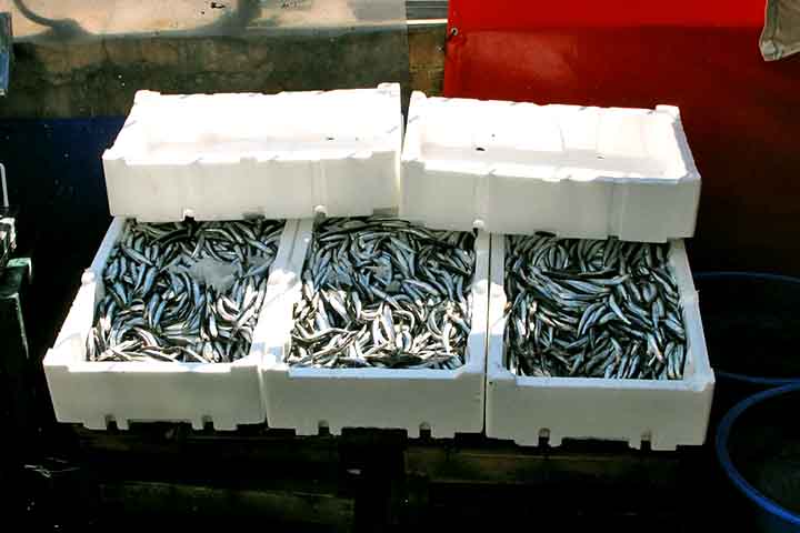 <p>As primeiras evidências fósseis de parentes da anchova datam do início e meio do período Eoceno, no antigo Mar de Tétis, com espécies predadoras conhecidas como “anchovas-dente-de-sabre”.</p>
