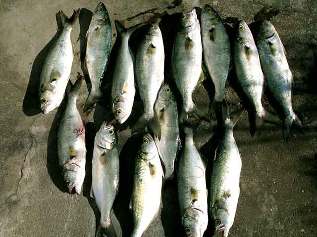 <p>Anchova e aliche são o mesmo peixe, mas em estágios diferentes de processamento. O primeiro é o animal em seu estado natural, enquanto o segundo é o resultado do processo de conservação em salmoura, muitas vezes em conserva.</p>
