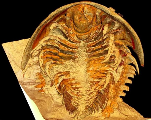 <p>Também foram descobertos espinhos voltados para dentro nos membros, sugerindo como esses animais se alimentavam.</p>
