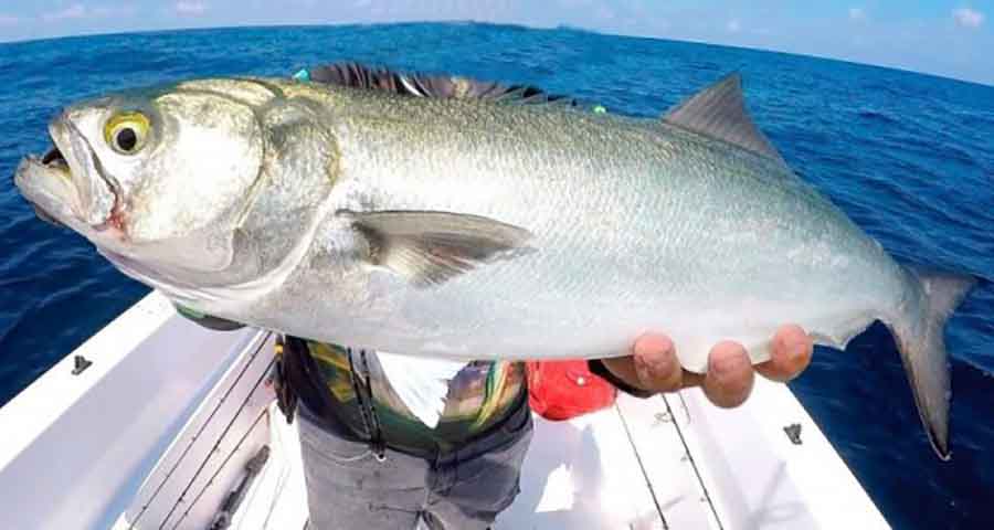 <p>As anchovas modernas, como Pomatomus saltatrix, evoluíram a partir de ancestrais predadores e se adaptaram a um estilo de vida mais diversificado, incluindo o consumo de plâncton e pequenos peixes.</p>
